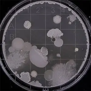 Anti-Viral
